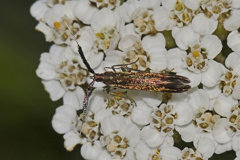 Coleophora sp.